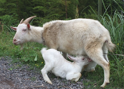 母亲的恩德最伟大