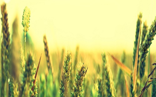 二十四节气|白露养生:五行养生_中国少年国学院_未来网