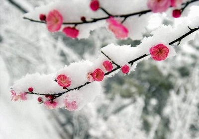 图语:古琴曲,梅花三弄】-最古老的古琴曲
